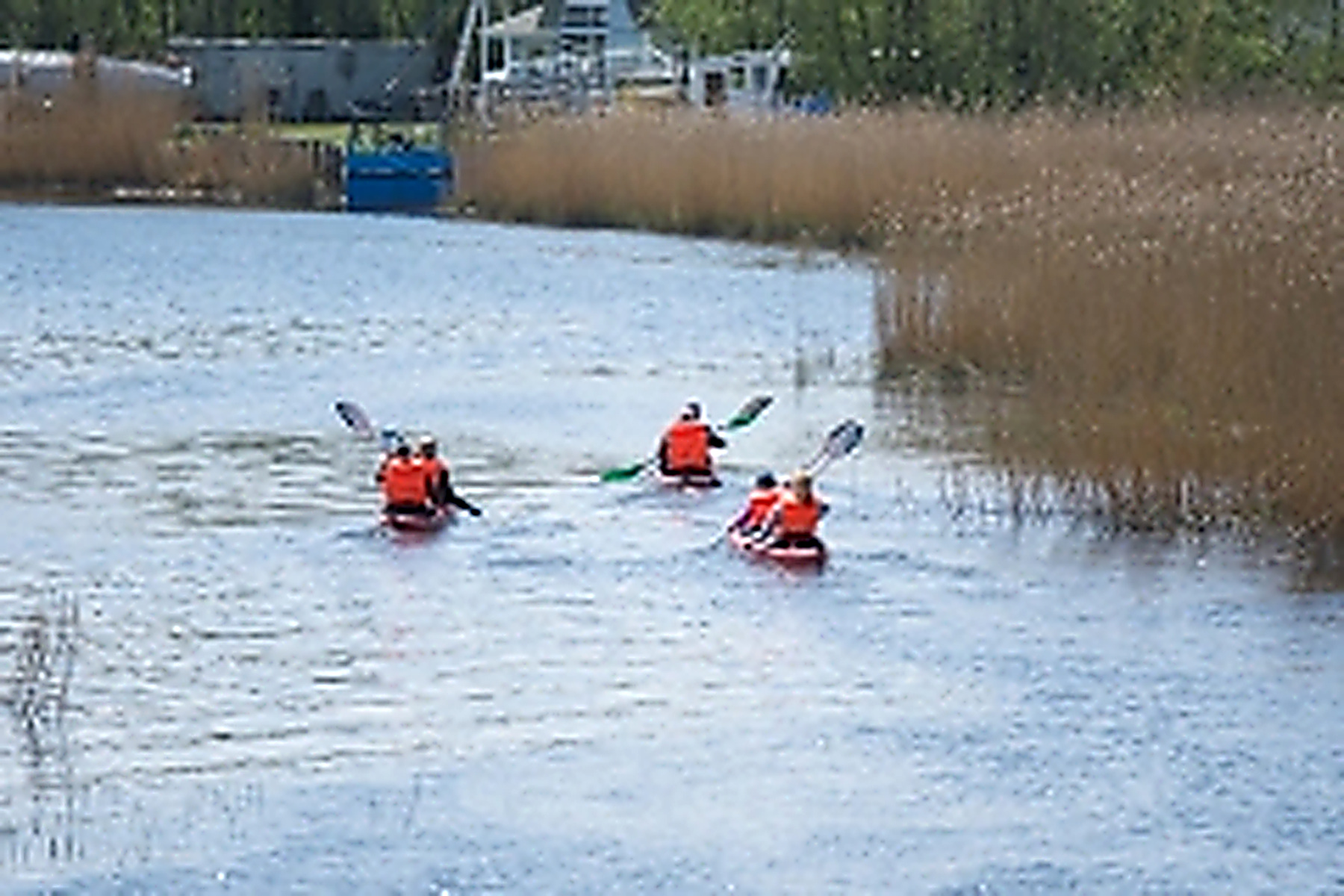 Kolm süsta liiguvad roostiku poole